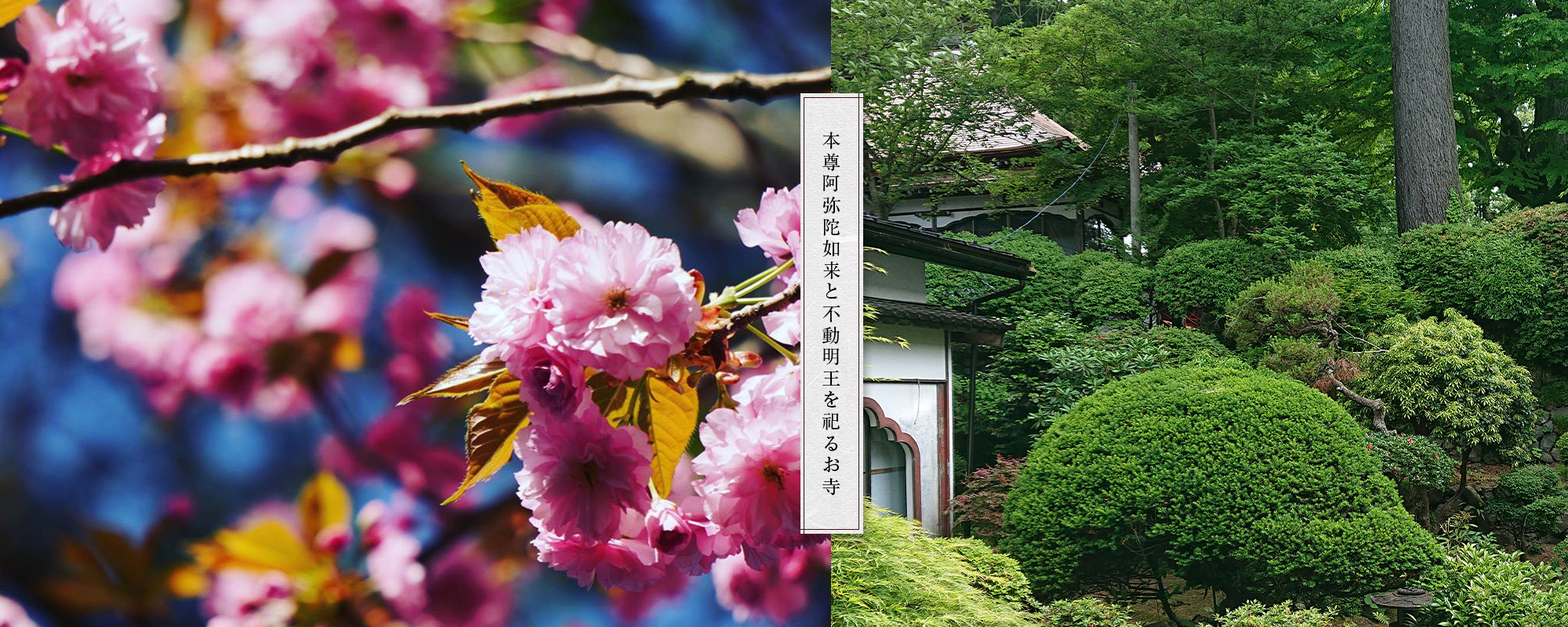 二つの本堂を持つ成田山安養寺